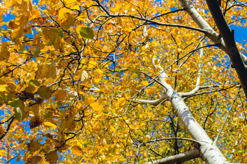 yellow tree leafs close-up in Fall season