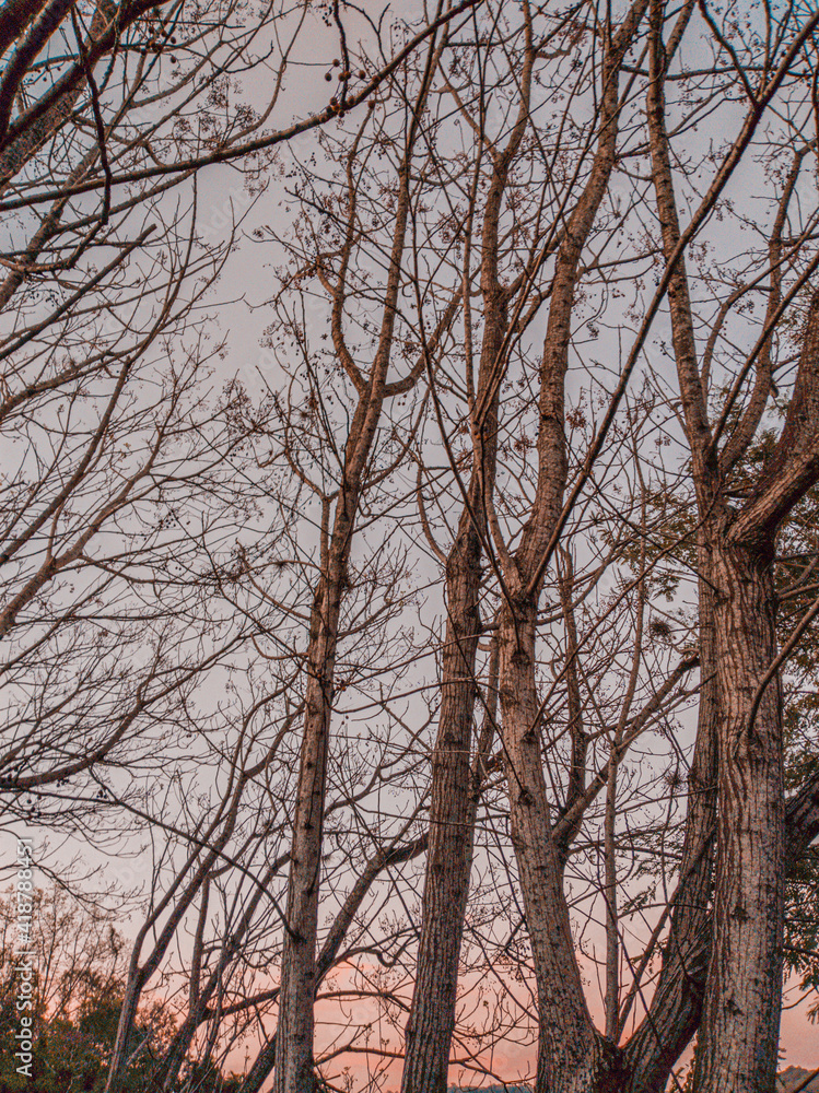 Fototapeta premium trees and sky