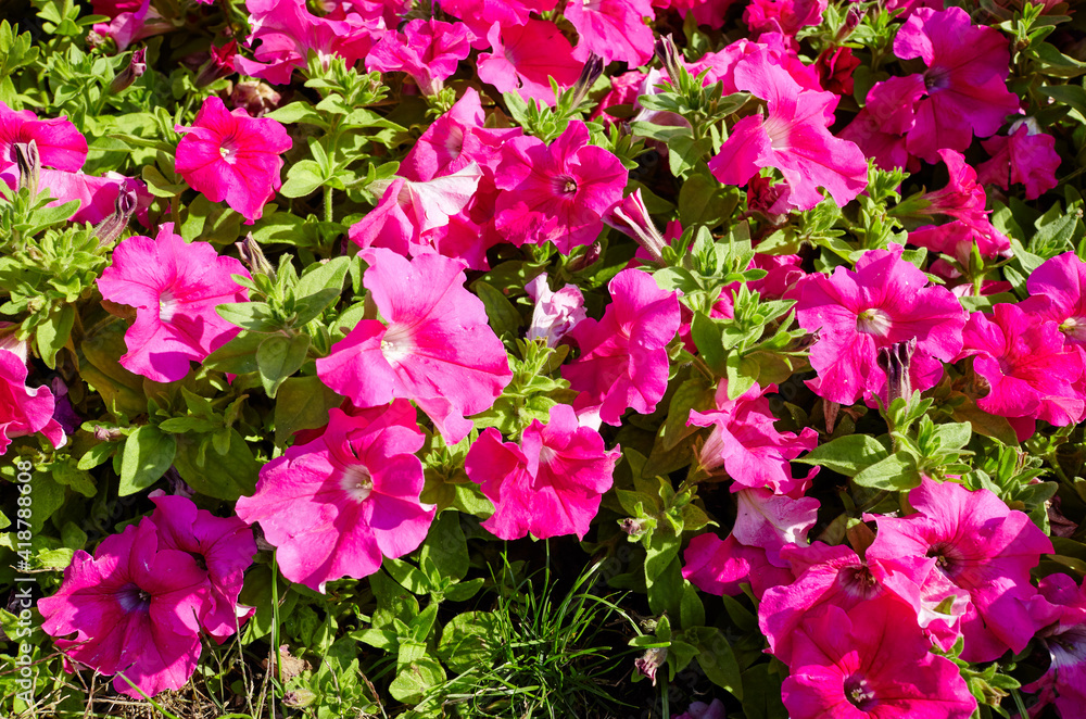Petunia, Pink Petunias in garden. Lush blooming colorful common garden petunias in city park