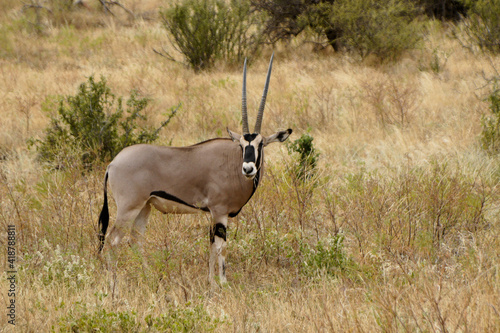 Beisa oryx eating grass  Samburu Game Reserve  Kenya