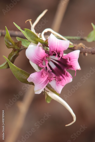 close up of african flower photo