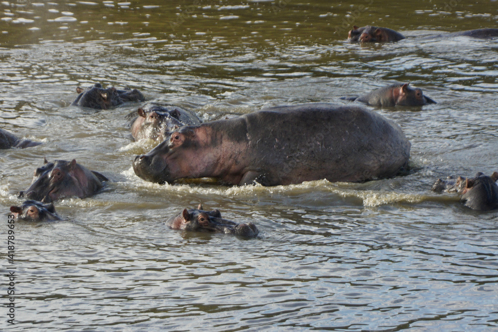 Hippos cooling off in the Mara River, Masai Mara Game Reserve, Kenya. Hippos cooling off in the Mara River, Masai Mara Game Reserve, Kenya.