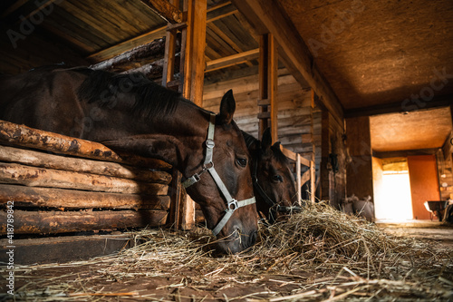 Two horses in a bridle eating hay in the stable, sunlight shining from the door. © Anna Kosolapova
