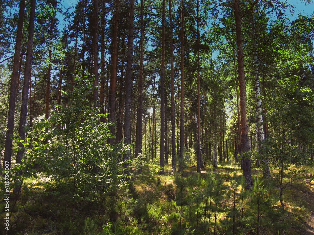 Obraz premium forest 