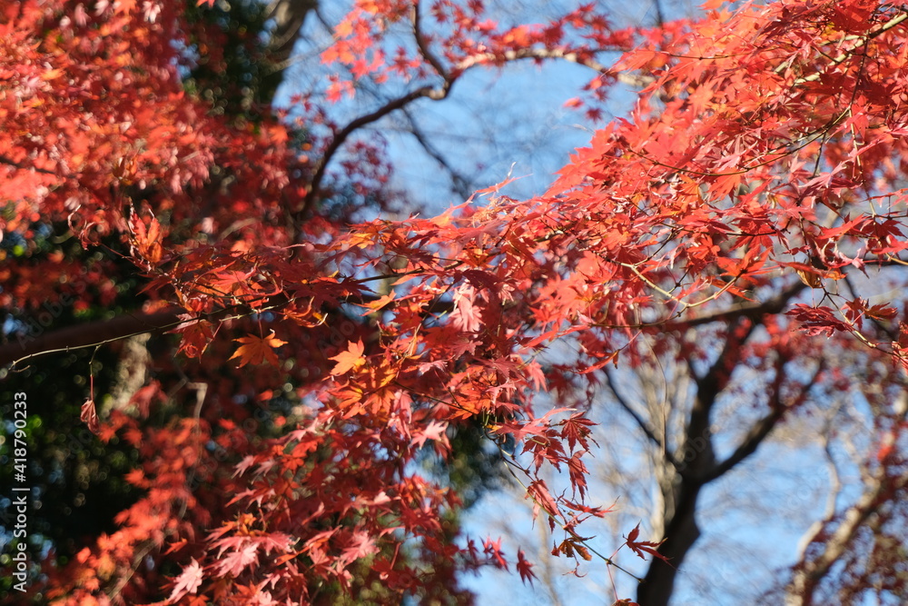 公園の紅葉