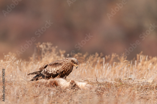 A black kite sits in a meadow. Milvus migrans