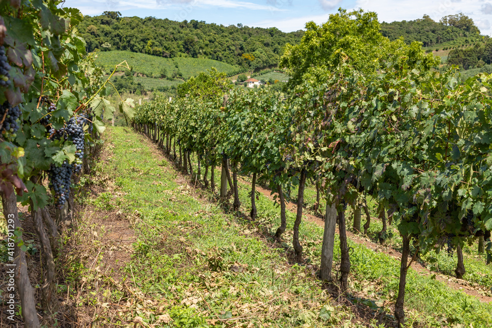 Grapes in vineyards