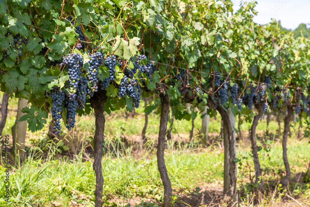 Grapes in vineyards