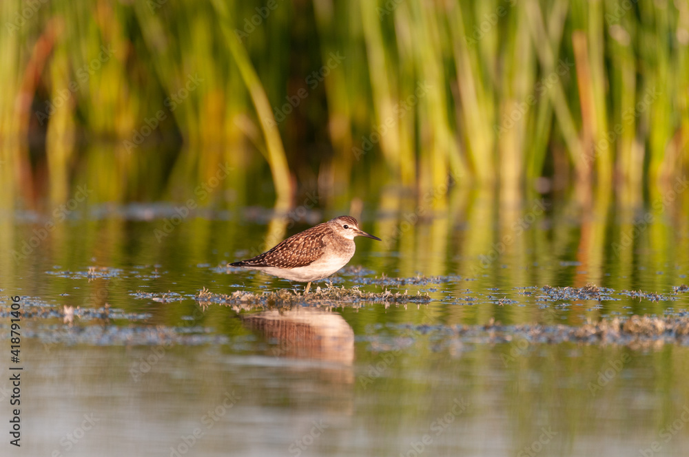 Wood Sandpiper Tringa glareola in the habitat Wood Sandpiper Tringa glareola in the habitat