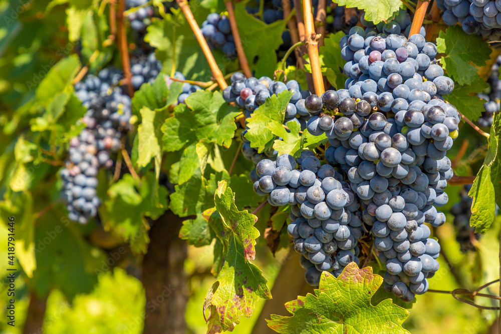 Grapes in vineyards