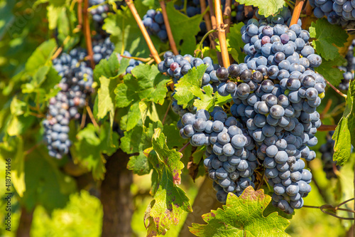 Wallpaper Mural Grapes in vineyards Torontodigital.ca