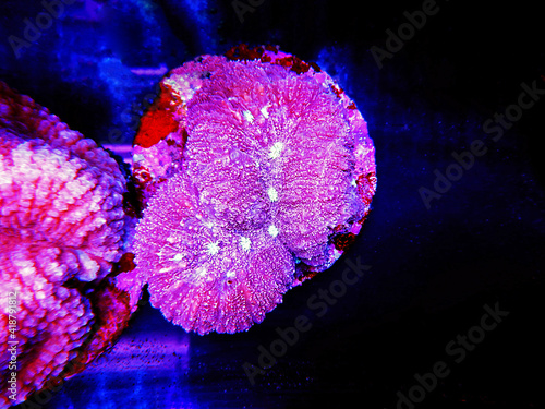 Brain Coral, Lobophyllia - (Lobophyllia hemprichii) photo