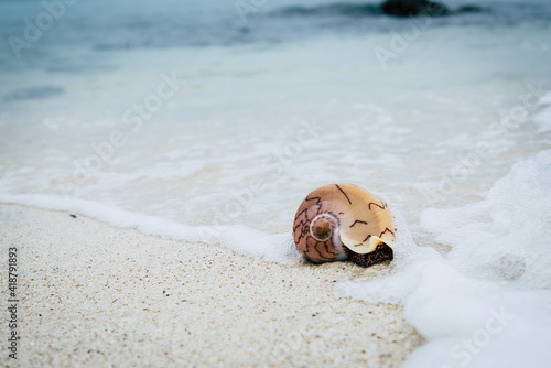 cone shell on the beach, ko Pai island, Thailand