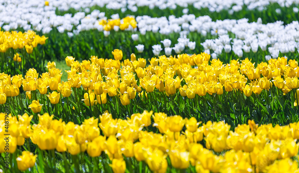 Beautiful bright colorful yellow, white blooming tulips on a large flowerbed in the city garden or flower farm field in springtime. Spring easter flower background.
