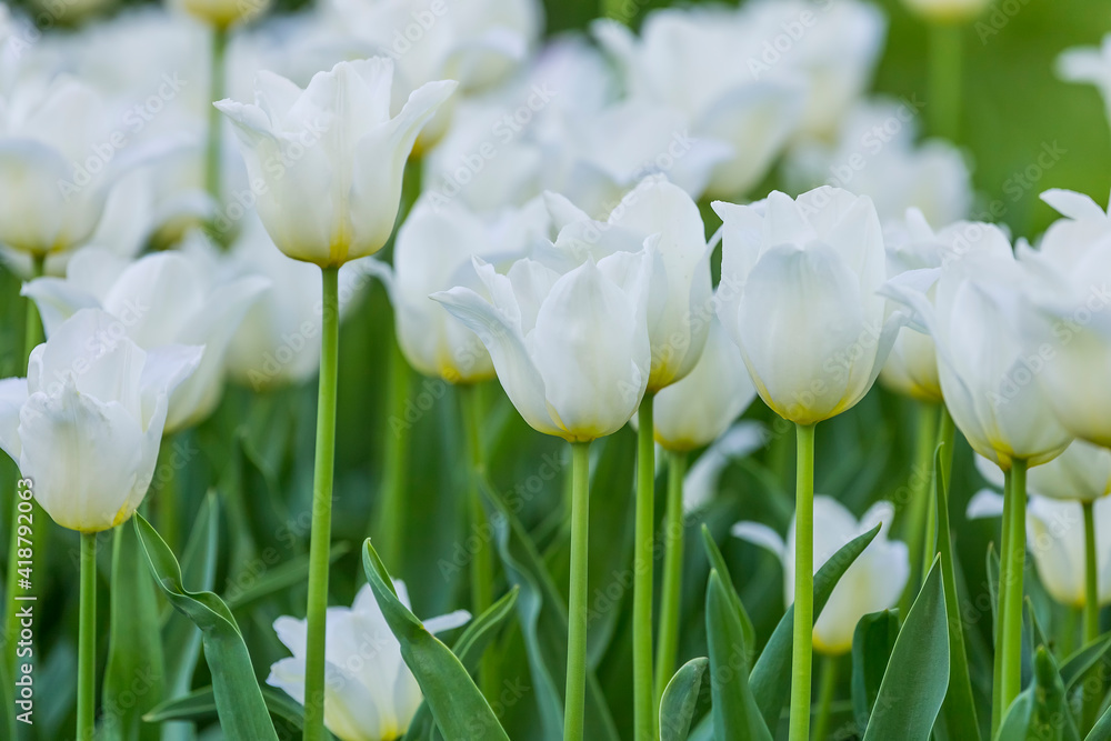 Fototapeta premium Close up of Beautiful bright colorful white blooming tulips on a large flowerbed in the city garden or flower farm field in springtime. Spring easter flower background.