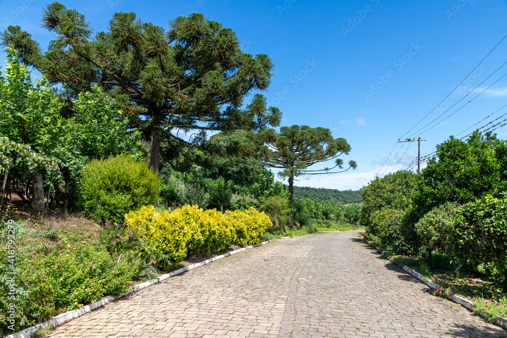 Road with trees and vegetation around