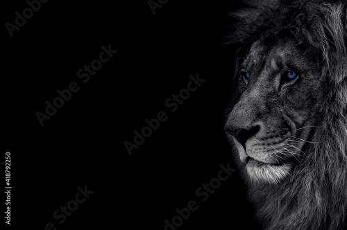 The look of a predator. Confidence, strength, rage, success, luxury. Lion in dark