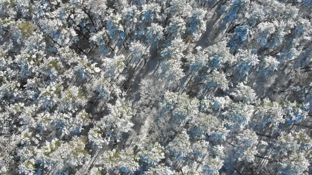 Beautiful winter forest. The trees are covered with snow and frost. View from the verdu over the forest. Flight between trees. Beautiful winter forest. The trees are covered with snow and frost. View from the verdu over the forest. Flight between trees.