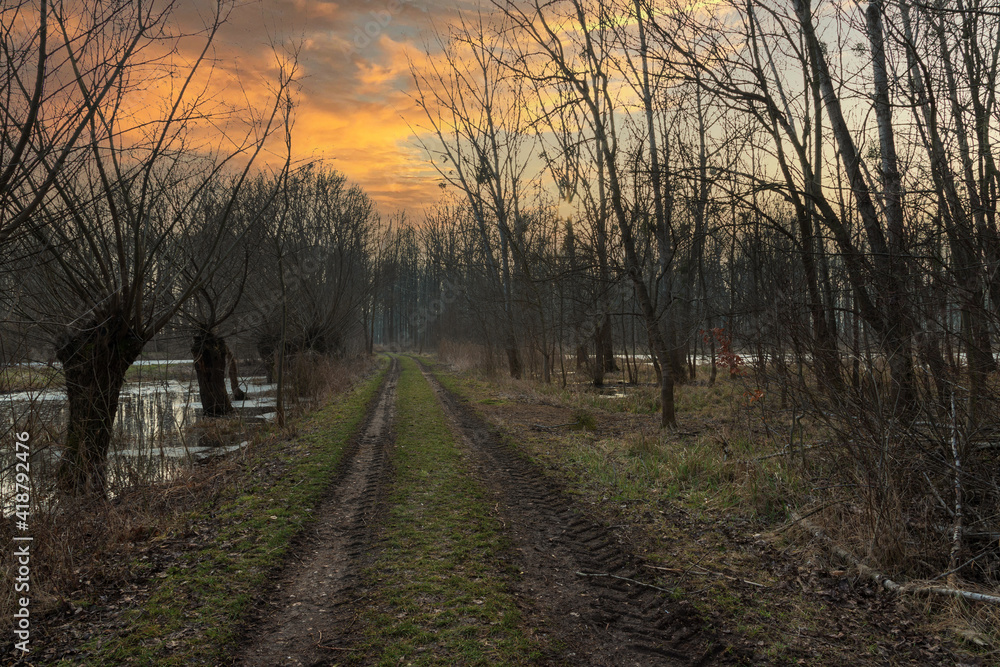 Field footpath between trees through the forest. On the left side is a willow floodplain grove. In the background is a pond. Dramatic sky between trees at sunset. Field footpath between trees through the forest. On the left side is a willow floodplain grove. In the background is a pond. Dramatic sky between trees at sunset.