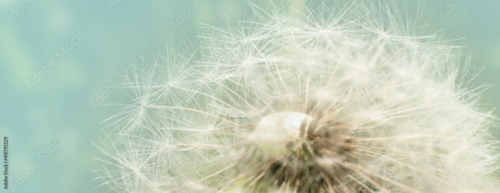 Floral Background. White Dandelion Flower Close Up on Light Blue Background. Floral Background. White Dandelion Flower Close Up on Light Blue Background.