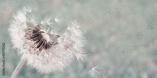 Dandelion with flying seeds on natural background 