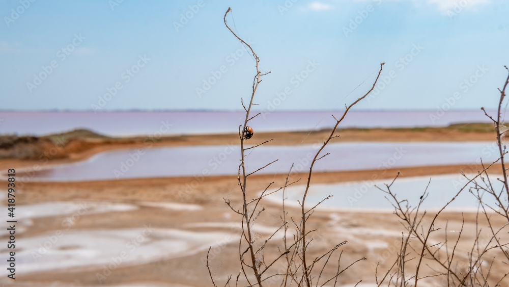 Pink lake made of salt, sea salt background, made of microscopic unicellular algae secretes betacaratin minerals grown by bacteria light Pink lake made of salt, sea salt background, made of microscopic unicellular algae secretes betacaratin minerals grown by bacteria light