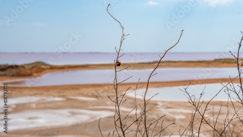 Obraz na plátně Pink lake made of salt, sea salt background, made of microscopic unicellular alg