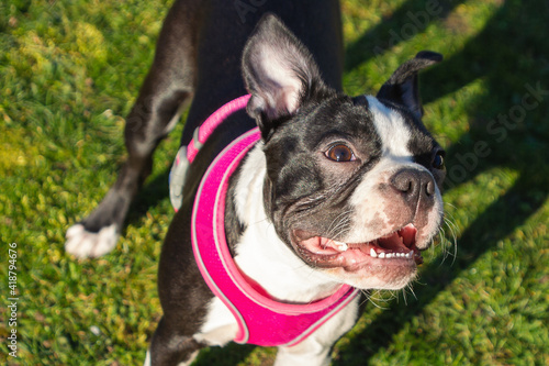 Fototapeta Naklejka Na Ścianę i Meble -  Boston Terrier puppy in the sunshine wearing a pink harness. Standing on grass looking smiling