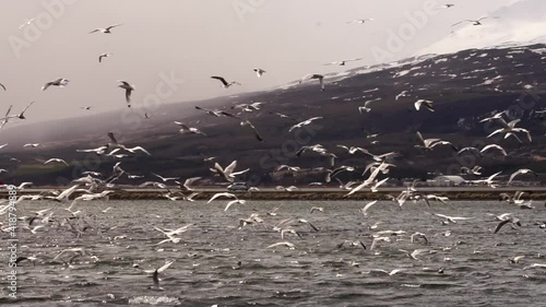 Gulls iceland