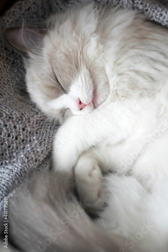 A sleeping small kitten rolled into a ball, lies with a soft knitted blanket. Close up. Shallow Depth of Field. SDF. 