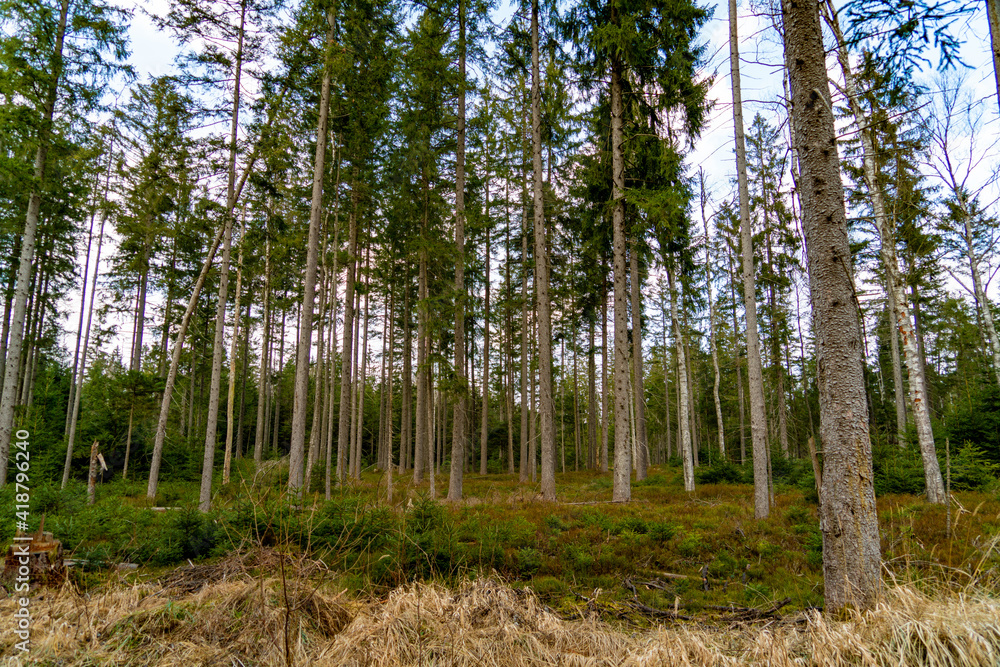 Waldlichtung Waldlichtung
