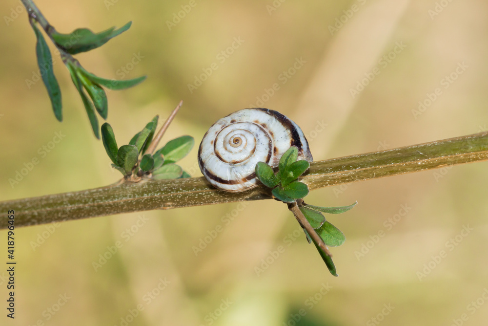 Xerolenta obvia, of the family Geomitridae, feeding on the Tibetan goji (lat. Lycium barbarum).