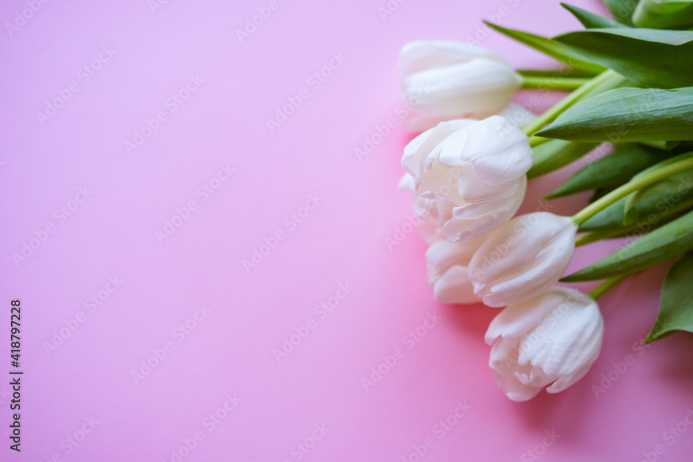 women day. Mother day .White tulips on pink background.Spring flowers.Flowery background.
