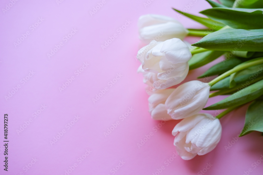 women day. Mother day .White tulips on pink background.Spring flowers.8th march.Flowery background.