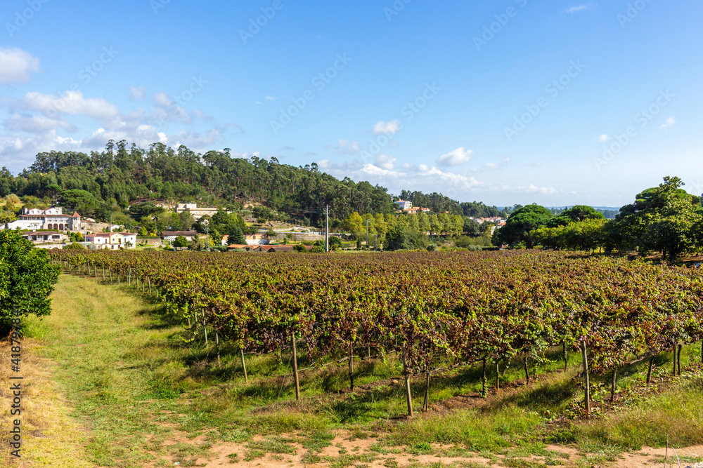 Vineyards prepared for the collection of grapes. Rows of red vineyards growing in the agricultural lands. Red grapes in the vineyard. Minho Region is the biggest wine producing region in Portugal. Vineyards prepared for the collection of grapes. Rows of red vineyards growing in the agricultural lands. Red grapes in the vineyard. Minho Region is the biggest wine producing region in Portugal.