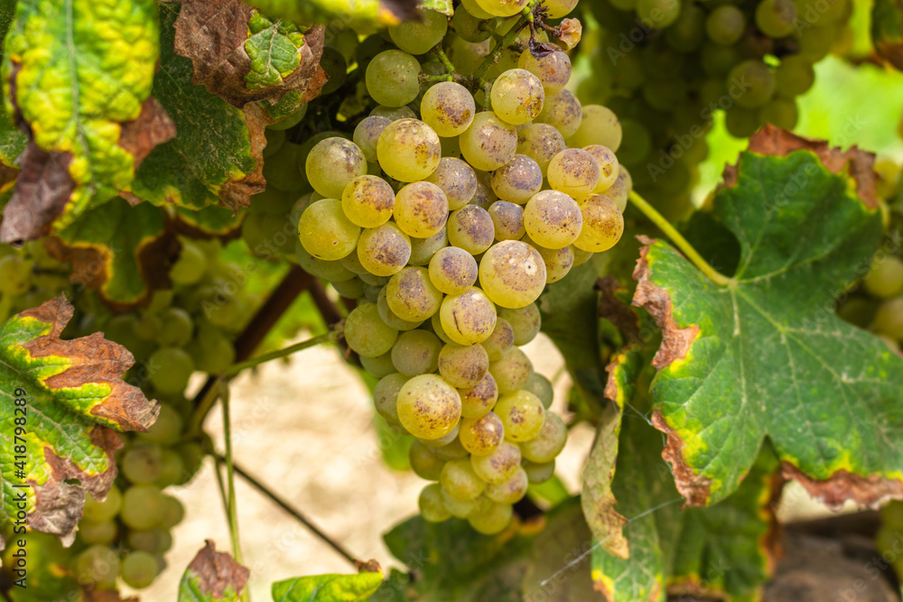 custom made wallpaper toronto digitalVineyards prepared for the collection of grapes. Rows of green vineyards in the agricultural lands. White grapes in the vineyard. Minho Region is the biggest wine producing region in Portugal.