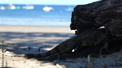 Green iguana looking for fresh air inside a dead trunk Costa Rica beach  photo