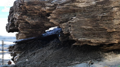 Big american iguana on a beach coming out of a trunk pushing sand out from a dead trunk Costa Rica photo