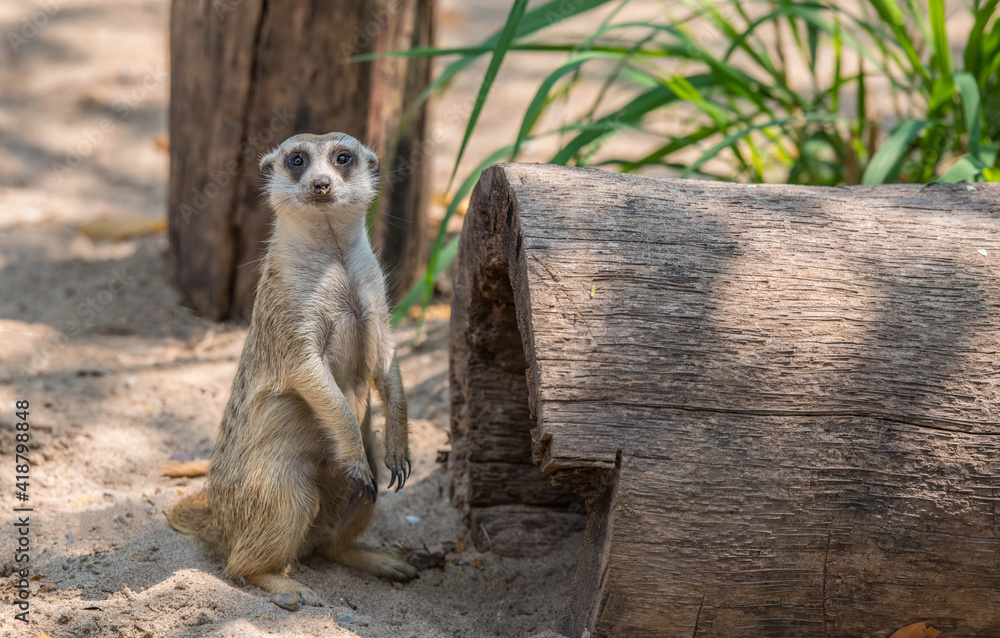 Fototapeta premium Meerkat in the zoo.