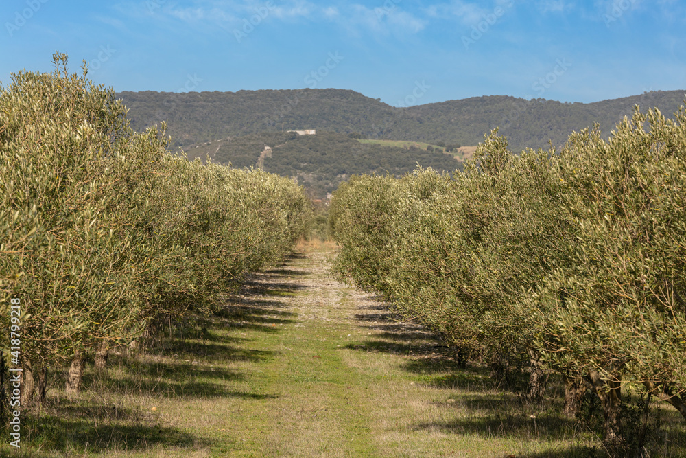 Olive tree field with a beautiful sky