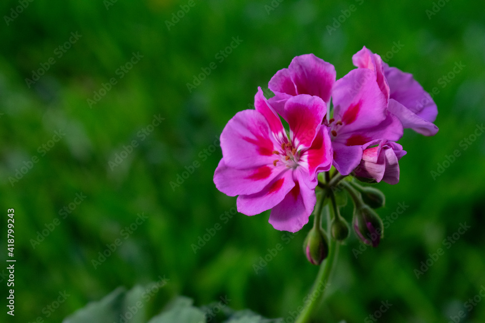 Beautiful quality photo of a pink flower in nautre, perfect for wallpapers or backgrounds
