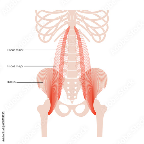 Pelvis bones and muscle 