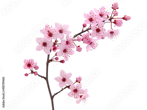 Print op canvas Pink spring cherry blossom