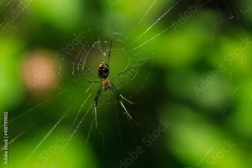 Backyard spider spinning its web.