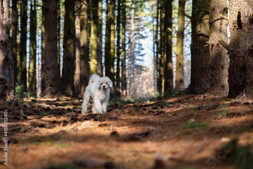 Dog in the forest