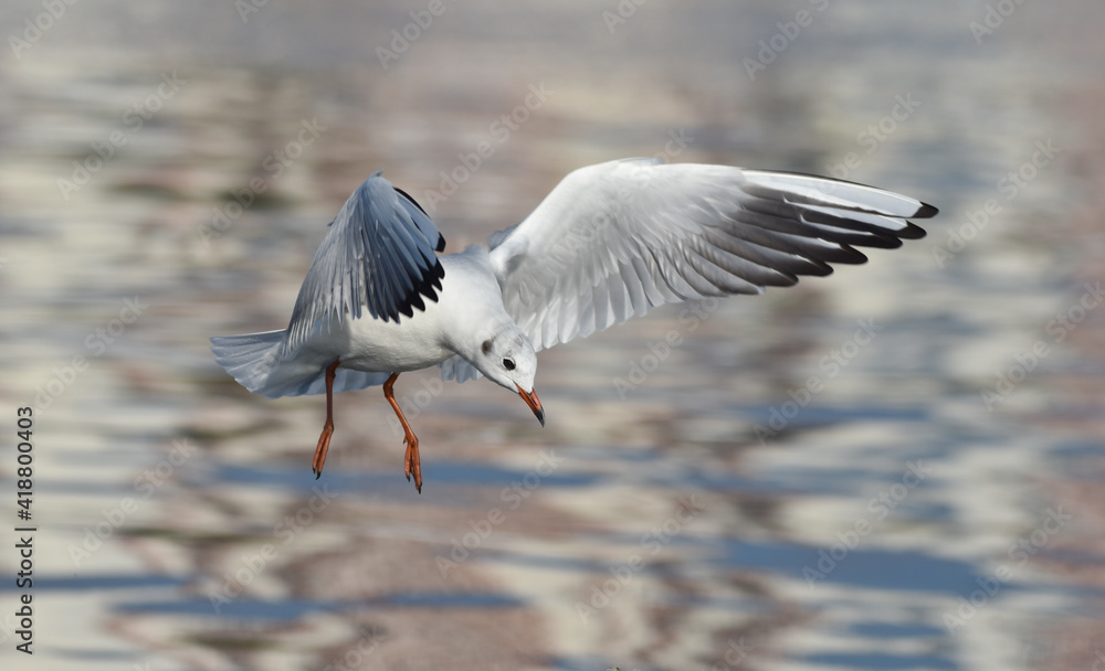 Seagull flying with open wings, closeup