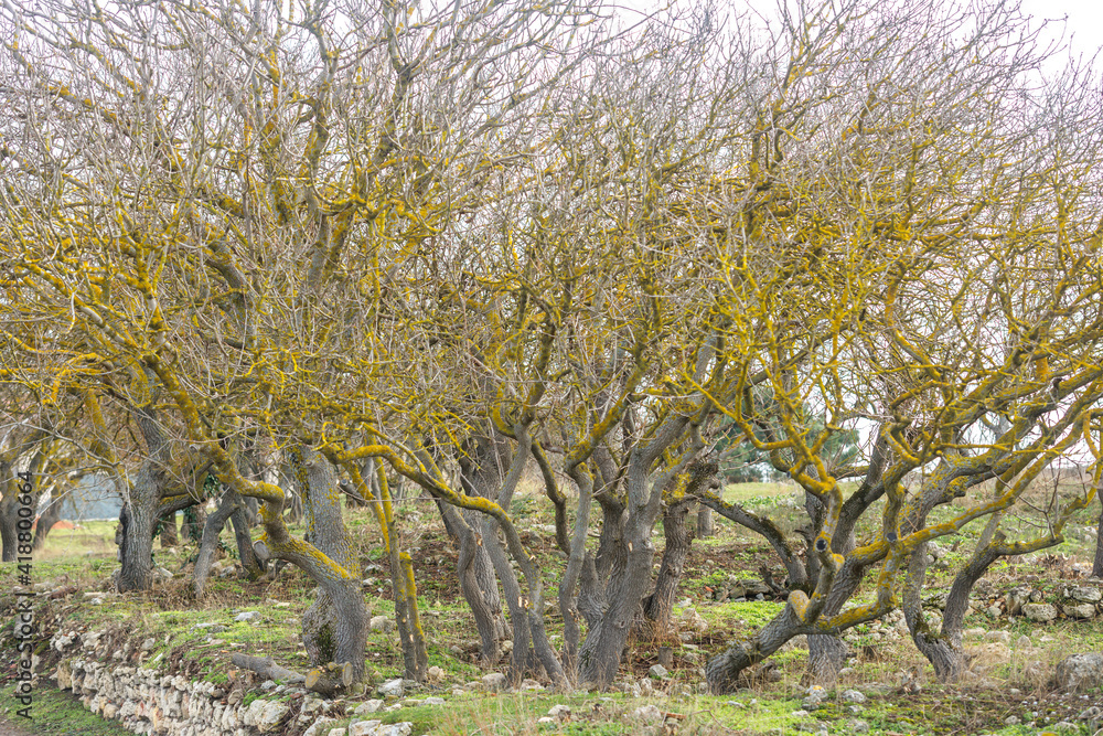 Small trees without leaves, covered with yellow lichen.