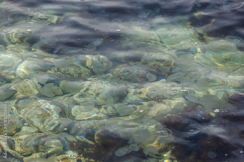 Jellyfish in the sea in shallow water near the shore. The texture of water and stones.