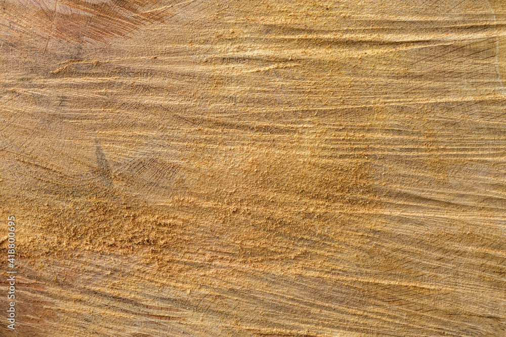 Fototapeta premium Sawed a wide tree close-up.