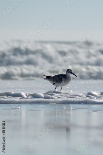 Shorebird running from waves. 